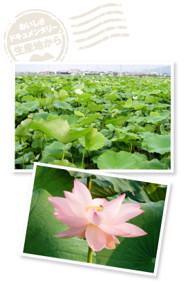 緑豊かな初夏のれんこん圃場。オオジロとロータスは白い花、備中は薄桃色の可憐な花をつける。早朝に咲く瞬間を狙って、カメラを携えた人々が多数訪れるという。