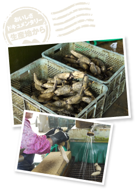 土がついたれんこんを高圧洗浄機にかけた後、さらに手作業で磨き上げる。低温を好むれんこんのために、手がかじかむような冷たい水を使った作業が続く。