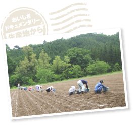 春に種芋の「生子（きご）」を植え付け、畝の間には大麦を蒔く。大麦は成長時に余分な水分を吸収し、枯れた後は水捌けの良い土壌を作りつつ、肥料となる。