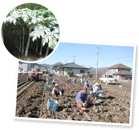 11月に入って霜が降りるたびに葉が黄色くなって茎が倒れ、収穫期を迎える。この時ばかりはアルバイトを雇い、20人がかりで一斉にこんにゃく芋を掘り起こす。