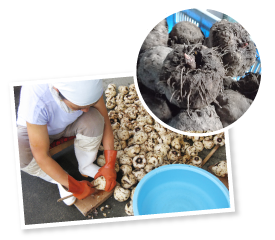 3年をかけて育て上げたこんにゃく芋。まわりの土をきれいに落とし、一つひとつ竹ベラを使って皮や芽をこそぎ取り、生ずりに備える。