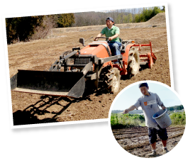 土に必要な肥料を入れて耕し、種をまいてから約60日間で収穫できる。1つの苗から収穫するのは1ヵ月半と決めて安定した品質で出荷。最盛期は月20,000本を収穫する。