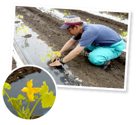 一番花となる雄花が開花。この下に咲く雌花が受粉して実を結ぶ。苗が倒れると下の葉が枯れてしまうので、ひとつひとつ手で起し、固定する作業が続く。