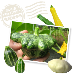 実を結んだズッキーニ。濃い緑色の他、黄色やストライプ、形も球体やUFO型などバラエティ豊富。サラダ向き、オーブン料理向きなど、それぞれ味わいや食感にも個性がある。