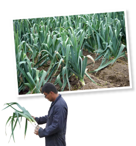 まもなく収穫期を迎えるとかちポワローをチェック。ここから11月中旬まで順次収穫できるよう、ゆっくりと太らせる。今年はなかなかの出来映えらしい。