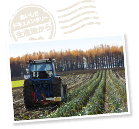 長ネギ用の収穫機を使って掘り起こし、コンテナに積んで倉庫へ運ぶ。倉庫では家族とパートさん総出で青い部分と根を切り取り、出荷作業を行なう。