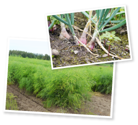 総作付け面積58ヘクタールのうち、とかちポワロー・根セロリ・ベルギーエシャロットが占めるのは２ヘクタールのみ。今後はこの割合を増やしていきたいそうだ。最近では大手スープ専門チェーンとの取引も本格稼働し、オーダーを受けてパクチーの栽培もスタートさせた。