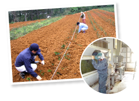 徳之島製茶は島内の6ヵ所に茶畑を持ち、その広さは17ヘクタールにも及ぶ。豊村さん親子と3人の従業員で、協会員の茶畑の管理から一次加工まで全てを請け負う。