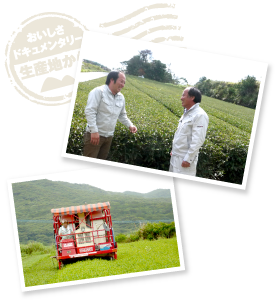 萌黄色の新芽が美しい。3月下旬から新茶の刈り取りが始まり、三番茶・四番茶と移って８月まで続く。その後は畑の管理や秋の番茶の刈り取りと、年中大忙し。