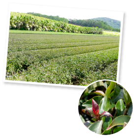 手前がサンルージュで奥が蒼風。遠目にも茶葉の違いがよく分かる。サンルージュはアントシアニン由来の色合いが特長で、新芽が萌え立つ様子から、口紅をイメージして名付けられた。