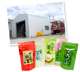 友二さんは電話だけでなく、大阪へお祖母様を派遣して説得に及んだ。その甲斐あって、友樹さんは島全体のべにふうき緑茶を一気に請け負う工場長に就任。親子二人三脚で徳之島を盛り立てている。