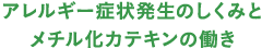 アレルギー症状発生のしくみとメチル化カテキンの働き