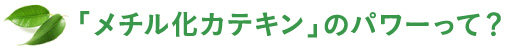 「メチル化カテキン」のパワーって？