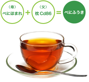 <母>べにほまれ + <父>枕 Cd86 = べにふうき