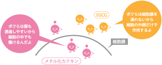 メチル化カテキン：ボクらは膜も透過しやすいから細胞の中でも働けるんだよ　EGCG：ボクらは細胞膜を通れないから細胞の外側だけで作用するよ