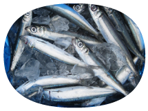 【高知発】一本釣りうるめいわし