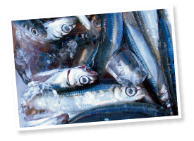 仕掛けを手繰ると、久保さん考案の針外し機に当たってうるめいわしの口が切れ、クーラーボックスへと入る。魚体をばたつかせるたびにウロコがハラハラと剥がれ、まるで流れ星のよう。その儚さを目の当たりにした。