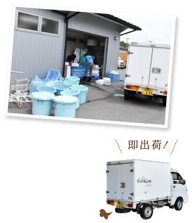 港の市場から徒歩3分の距離にある宇佐もん工房へ。釣れた直後から工房までたっぷりの氷水で活き〆されたまま冷蔵車で移動し、鮮魚は即出荷の準備に入る。