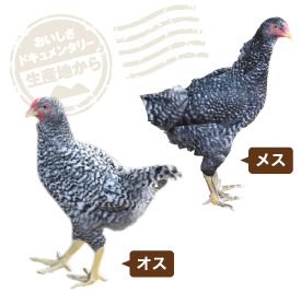 黒っぽい横斑がメスで生後108日経過。ややグレーがかった横斑がオスで生後80日。警戒心をあらわにしたり、興味津々で近づいてくる個体まで性格は様々。温度・湿度・肥育状態を毎日記録して管理する。