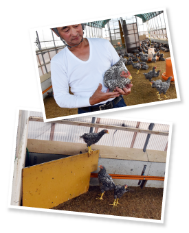 群れの中でいじめが発生すると、いじめられた個体を鶏舎隅の隠れ家的スペースで保護。この子はいじめられて以来、飼育担当の佐藤金也さんになついている。「めいごっこ（津軽弁で愛らしいの意）」だそうだ。