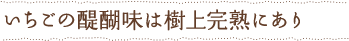 いちごの醍醐味は樹上完熟にあり