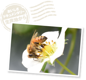 土耕の高設栽培にすることで、果実がよくしまり、ミツバチたちが交配をしやすくなる。また、大雨などで浸水した際も、この方法なら被害を最小限に抑えることが可能。