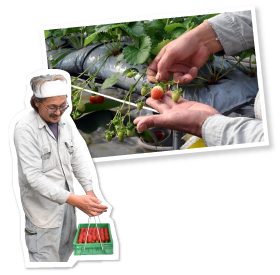 取材した11月後半は、ようやく収穫が始まった時期。収穫と摘果や摘芯が同時進行で行なわれていた。年が明けるといよいよレッドパールの最盛期を迎える。