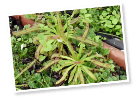 食虫植物の栽培、捕虫用のプレートの設置、3000もの駆除用LEDライトを照射するなど、農薬へ頼らない害虫対策に余念がない。