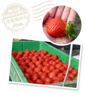 アイベリーの遺伝子を受け継ぎ、大きいものは100グラムを超える大きさに成長。樹上完熟させたもぎたてレッドパールは、いちごの概念を変えるおいしさだった。