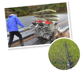 ポットで育てた苗を定植。以前は人海戦術で行なっていたが、栽培面積も増えて広大な敷地を少人数で管理・運営するため、機械での定植へ移行した。