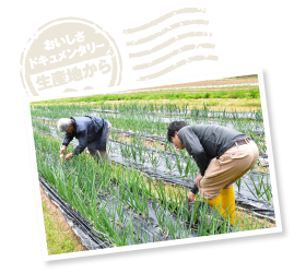 マルチで覆っても、少しの隙間から雑草は生えてくる。生えてしまったものは引っこ抜くしか手立てがない。毎日の地道な手入れがおいしいたまねぎを作り出す。