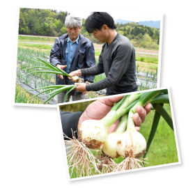 あと１ヵ月で収穫期を迎えるメロンたまねぎ。雅夫さんと昭公さんの厳しい目でチェックされる。しっかりとした葉の付け根が大きく成長する証。今年も出来が良さそうだ。