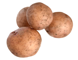 【北海道発】じゃがいも