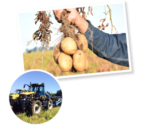 9月初旬から順次収穫が始まる。今年の出来栄えも上々。イギリス製の大型トラクターで、東京ドーム1個半分の畑に3日間を費やして収穫する。