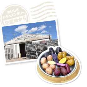 収穫したじゃがいもは貯蔵庫にて保管。写真は昨年収穫された「さやあかね」「シャドークイーン」「インカのめざめ」「ノーザンルビー」。みずみずしい断面に驚くばかり。