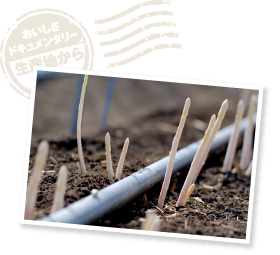 3月頃から若い茎が土をかき分けて頭をのぞかせる。収穫したばかりの状態はアスパラガス自身が発する熱で傷んでしまうため、5℃前後の冷蔵庫で一日休ませてから出荷する。