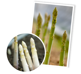 遮光したものをホワイトアスパラガス、日光に当てたものをグリーンアスパラガスとして出荷。うえむら農園出荷組合では、ホワイト・グリーンの割合は半々だ。