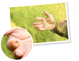 収穫を終えると旺盛に葉を茂らせたアスパラガスの苗木が自然と枯れてくる。ところどこに可憐な赤い実がなっており、手で潰すと種子が現れた。