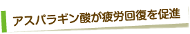 アスパラギン酸が疲労回復を促進
