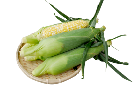 【静岡発】遠州森　鈴木農園の甘々娘