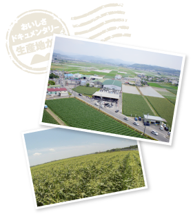 遠州森鈴木農園のとうもろこしの作付面積は現在のところ14ヘクタール。需要の高まりに合わせ、作付面積も年々増やしているという。