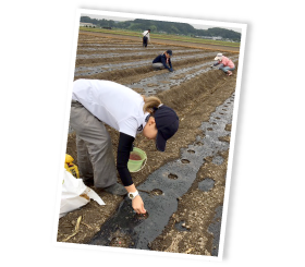 1月末〜5月末まで続く種蒔き。地元のスタッフの他、外国人の研修生も積極的に受け入れている。とうもろこしのシーズンだけでなく安定的な雇用を創出できるのも3倍活用農法のメリット。