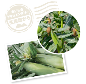 とうもろこしの雌しべ「絹糸（けんし）」がフサフサ生えているのが、実の詰まっているサイン。切り口がみずみずしい絹糸とツヤを帯びた皮も、鮮度とおいしさを物語る。