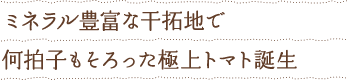 ミネラル豊富な干拓地で何拍子も揃った極上トマト誕生