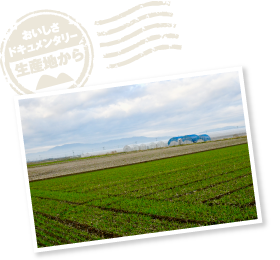 川副町は面積の半分以上が有明海の干拓地。起伏が少なく肥沃な土壌を生かし、古くから盛んに農業が行われていた。江島さんのハウスも広大な農地にしっかりと根を下ろしている。