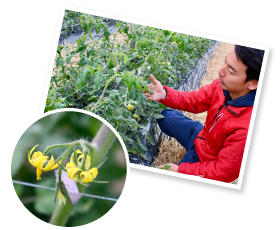 12月頃から花が咲き始め、次々と実を結ぶ。時間をかけて大きく濃厚な味わいに育てるため、わき芽取りや摘花、こまめな温度管理に日々追われる。