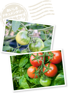 空気中の水分を求めて表皮から産毛を伸ばし、上下のカラーコントラストがはっきりしたものが、上質な光樹とまとに育つという。樹上で真っ赤に完熟したら、ようやく収穫。