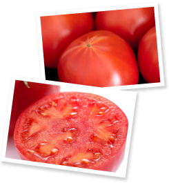 放射状の「スターライン」がくっきりと現れ、出来の良さを物語る。通常はこのラインに沿って房に分かれるが、光樹とまとの断面は蜂の巣状で、ゼリー部分が少なく果肉が非常に多い。