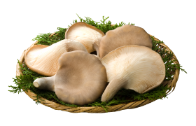 【滋賀発】足太あわび茸