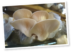 収穫までは約3ヵ月。菌床1本で5〜6回収穫できる。常に約3万本を育てているそうで、ハウス内は菌床に含まれる木粉の豊かな香りに包まれていた。